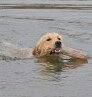 Major Dog Dummy buoy (bóje)