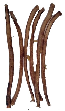 Krůtí trachea